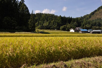 田んぼ
