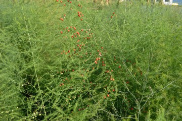 アスパラガスの実 アスパラガスの実