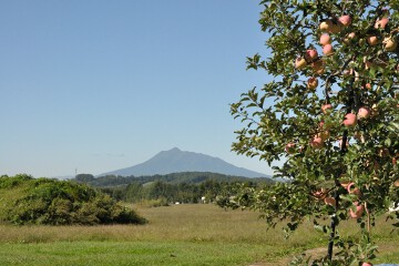 リンゴの木と岩木山