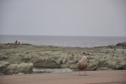 ウミネコ 千畳敷