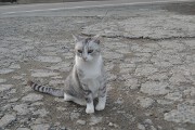 猫 猫