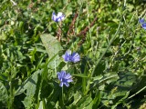 路傍の花 路傍の花