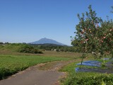 リンゴの木と岩木山