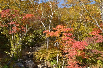 紅葉 つばくろ谷