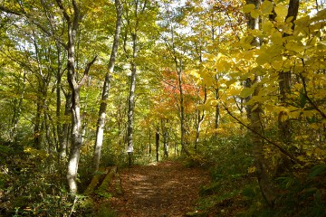 幕滝への遊歩道