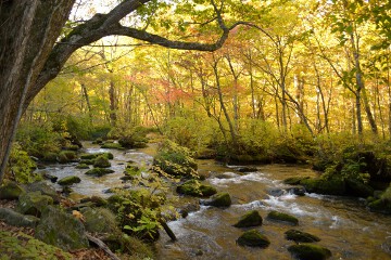 三乱の流れ 奥入瀬渓流