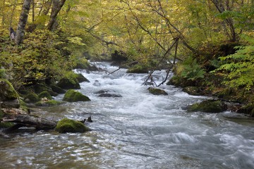 奥入瀬渓流