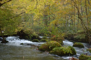 奥入瀬渓流
