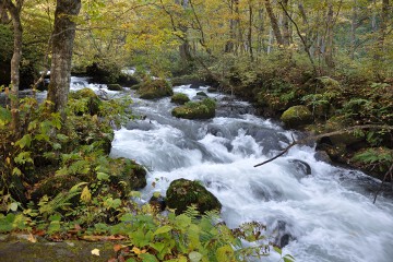 奥入瀬渓流