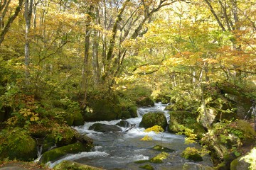 奥入瀬渓流