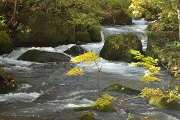 奥入瀬渓流