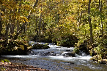 奥入瀬渓流