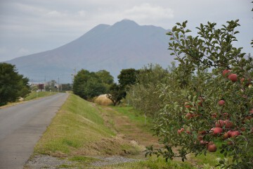 岩木山とリンゴ
