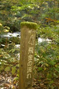 飛金の流れ 奥入瀬渓流