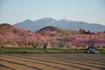 八ヶ岳 新府桃源郷
