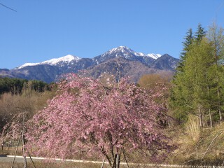 枝垂れ桜 八ヶ岳