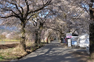 真原桜並木 真原桜並木
