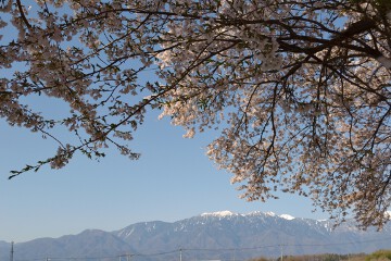 南アルプス 桜