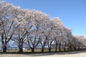 ソメイヨシノ 三代校舎