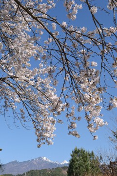 八ヶ岳 桜