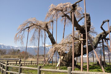 八ヶ岳 神田の大イトザクラ