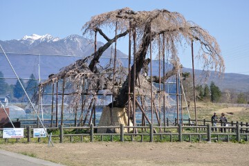 甲斐駒ヶ岳 神田の大イトザクラ