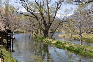 水車小屋 大王わさび農場