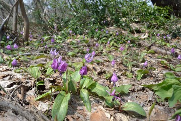 カタクリ カタクリ