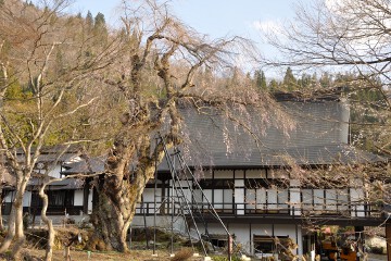 枝垂れ桜 貞麟寺枝垂れ桜