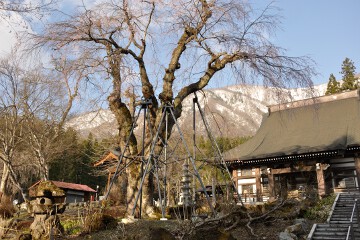 枝垂れ桜 貞麟寺枝垂れ桜