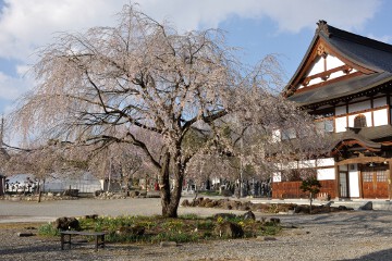 枝垂れ桜 枝垂れ桜