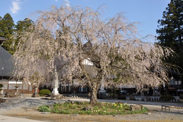 枝垂れ桜 枝垂れ桜