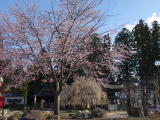 桜 境内の桜