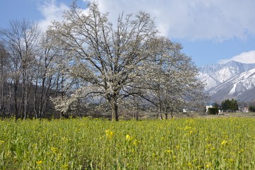 北アルプスとコブシ コブシと北アルプスとナノハナ