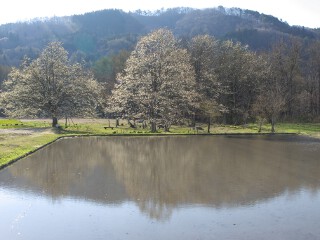 コブシ 水面に映るコブシ