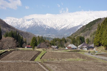 田んぼと北アルプス 田んぼと北アルプス