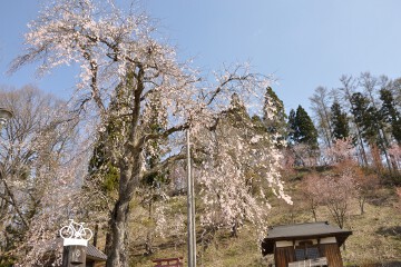 枝垂れ桜 枝垂れ桜