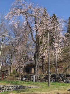枝垂れ桜 枝垂れ桜