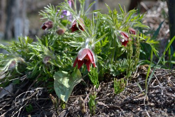 オキナグサ オキナグサ