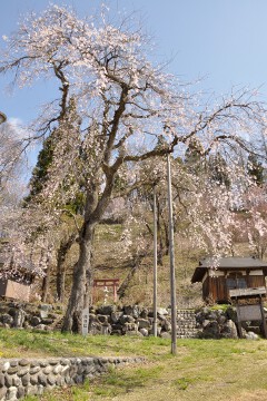 枝垂れ桜 伝行山の徹然桜