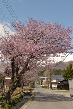 桜並木 桜並木