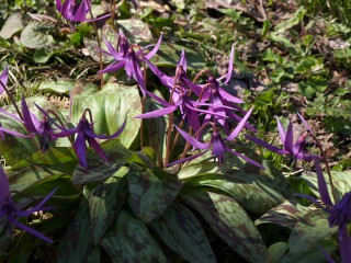 カタクリ カタクリの花