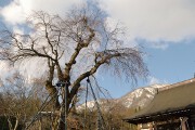 枝垂れ桜 貞麟寺枝垂れ桜