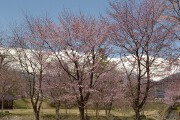 桜の向こうに北アルプス 桜