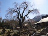 枝垂れ桜 貞麟寺枝垂れ桜