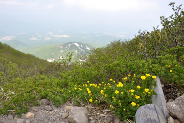 ミヤマキンバイ