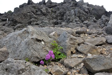 ミチノクコザクラ