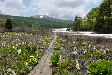 大場谷地湿原
