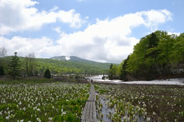 大場谷地湿原