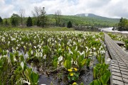 大場谷地湿原